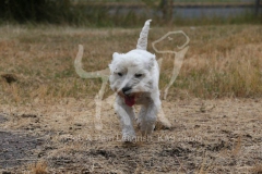 Terrier - West Highland White