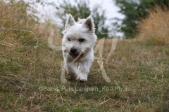 Terrier - West Highland White
