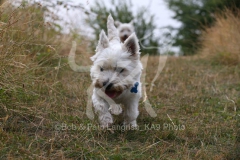 Terrier - West Highland White