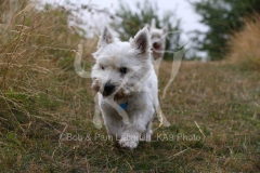 Terrier - West Highland White