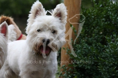 Terrier - West Highland White