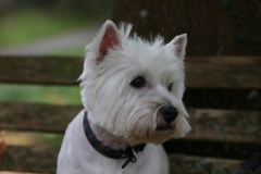 Terrier - West Highland White