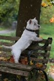 Terrier - West Highland White