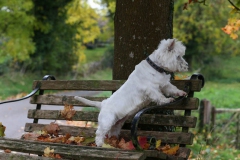 Terrier - West Highland White