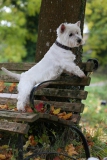 Terrier - West Highland White