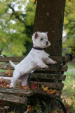 Terrier - West Highland White