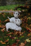 Terrier - West Highland White