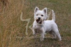Terrier - West Highland White
