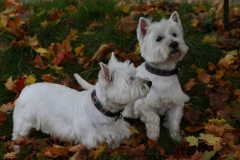 Terrier - West Highland White