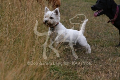 Terrier - West Highland White
