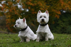 Terrier - West Highland White