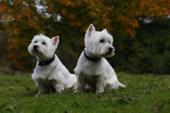 Terrier - West Highland White
