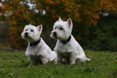 Terrier - West Highland White