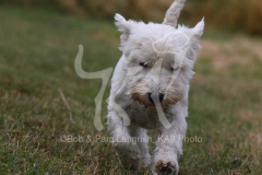 Terrier - West Highland White