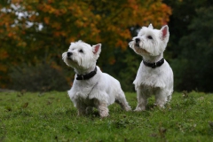 Terrier - West Highland White