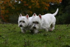 Terrier - West Highland White