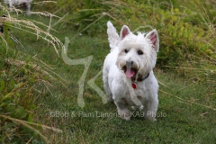 Terrier - West Highland White