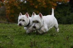 Terrier - West Highland White