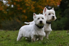 Terrier - West Highland White