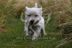 Terrier - West Highland White