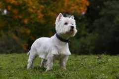 Terrier - West Highland White