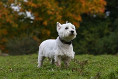 Terrier - West Highland White
