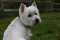 Terrier - West Highland White