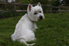 Terrier - West Highland White