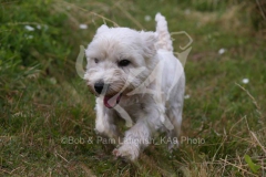 Terrier - West Highland White