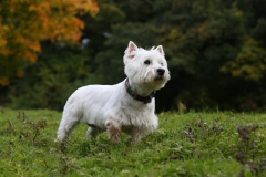 Terrier - West Highland White