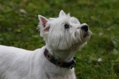 Terrier - West Highland White