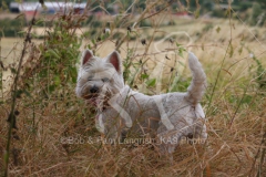 Terrier - West Highland White