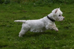 Terrier - West Highland White