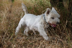 Terrier - West Highland White