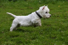 Terrier - West Highland White