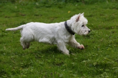 Terrier - West Highland White