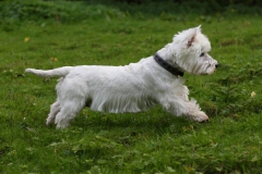 Terrier - West Highland White