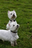 Terrier - West Highland White