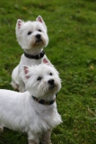 Terrier - West Highland White