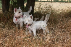 Terrier - West Highland White