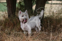 Terrier - West Highland White