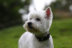 Terrier - West Highland White