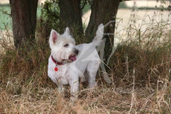 Terrier - West Highland White