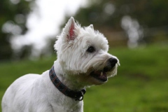 Terrier - West Highland White