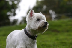 Terrier - West Highland White