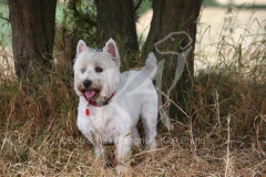 Terrier - West Highland White
