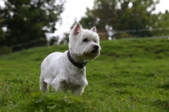 Terrier - West Highland White