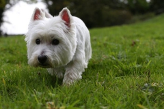 Terrier - West Highland White