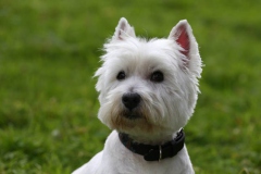 Terrier - West Highland White