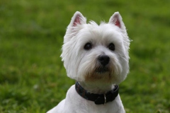 Terrier - West Highland White